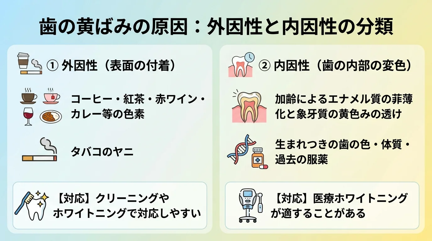 歯の黄ばみの原因を外因性と内因性に分類する図解イラスト。外因性=コーヒー・紅茶・赤ワイン・カレー等の色素、タバコのヤニ（表面に付着、クリーニングやホワイトニングで対応しやすい）。内因性=加齢によるエナメル質の菲薄化と象牙質の黄色みの透け、生まれつきの歯の色・体質・過去の服薬（歯の内部の変色、医療ホワイトニングが適することがある）