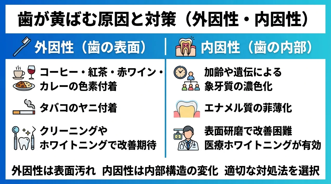 歯が黄ばむ原因を外因性と内因性に分けて解説するイラスト図。外因性:コーヒー・紅茶・赤ワイン・カレーの色素やタバコのヤニが歯の表面に付着、クリーニングやホワイトニングで改善が期待できる。内因性:加齢や遺伝により歯の内部の象牙質が濃くなりエナメル質が薄くなる、表面を磨いても改善しにくく医療ホワイトニングが有効なケースが多い。2つの原因を左右に対比
