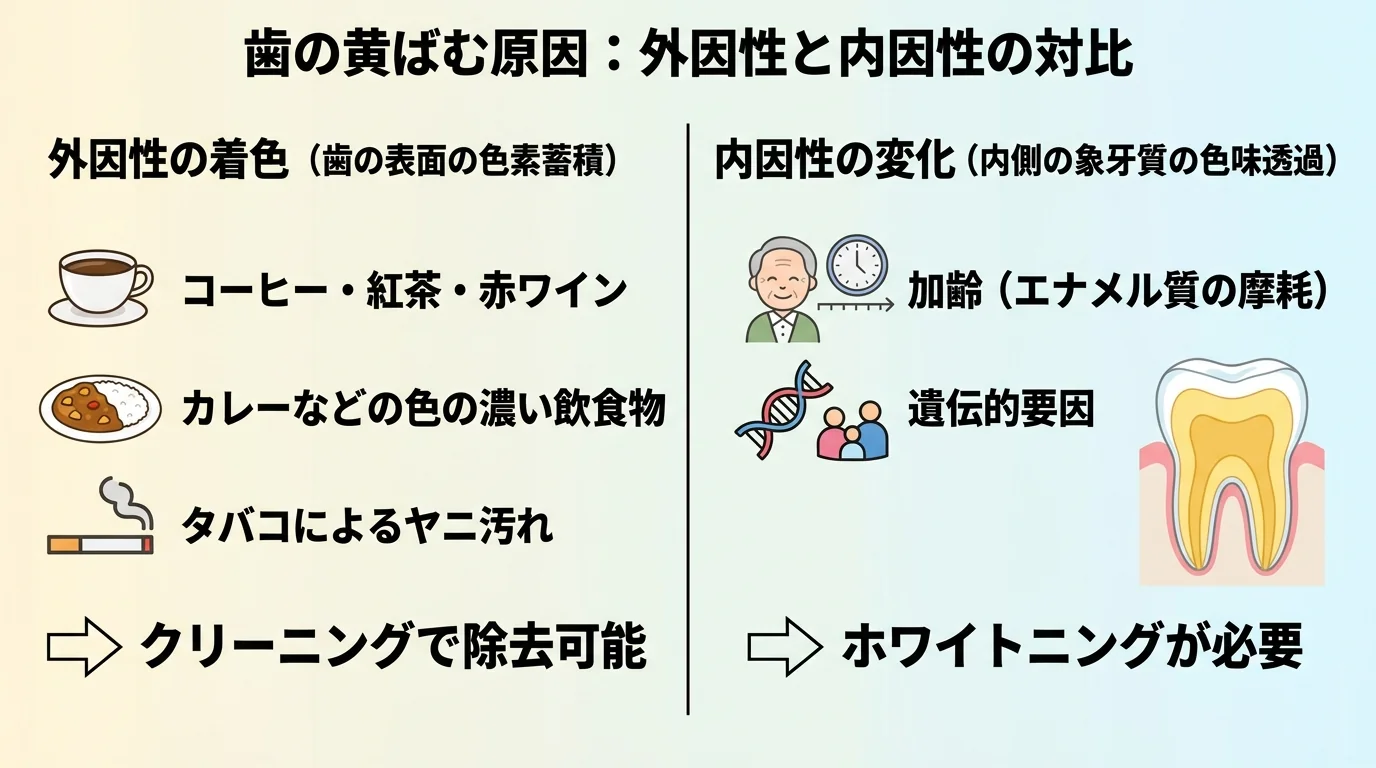 歯が黄ばむ原因を外因性と内因性に分けて説明するイラスト図。外因性の着色（コーヒー・紅茶・赤ワイン・カレー・タバコなどによる歯の表面の色素蓄積、クリーニングで落とせる）と、内因性の変化（加齢や遺伝でエナメル質が薄くなり内側の象牙質の黄色みが透ける、ホワイトニングが必要）を左右に対比して図示