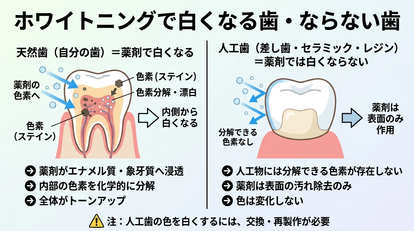 ホワイトニング剤が作用する歯と作用しない歯を対比したイラスト。左側に『天然歯(自分の歯)=薬剤で白くなる』、右側に『人工歯(差し歯・セラミック・レジン)=薬剤では白くならない』を並べる。薬剤が歯の内部の色素を分解する仕組みを矢印で示し、人工物には分解できる色素がない旨を注記する。タイトルは『ホワイトニングで白くなる歯・ならない歯』