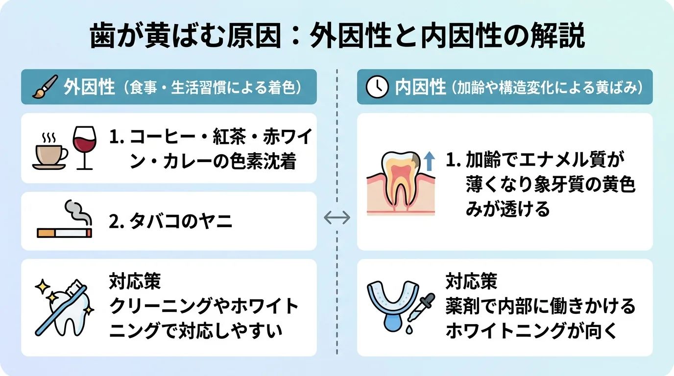 歯が黄ばむ原因を外因性と内因性に分けて解説するイラスト。外因性(コーヒー・紅茶・赤ワイン・カレーの色素沈着、タバコのヤニ→クリーニングやホワイトニングで対応しやすい)と内因性(加齢でエナメル質が薄くなり象牙質の黄色みが透ける→薬剤で内部に働きかけるホワイトニングが向く)を対比
