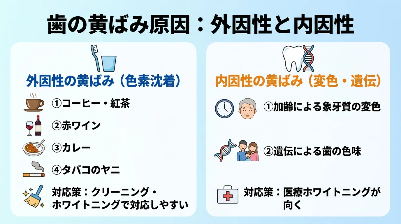 歯の黄ばみの原因を外因性と内因性に分けた解説イラスト。外因性:コーヒー・紅茶・赤ワイン・カレー・タバコのヤニによる表面の色素沈着（クリーニング・ホワイトニングで対応しやすい）。内因性:加齢による象牙質の変色・遺伝による歯の色味（医療ホワイトニングが向く）の2タイプを対比