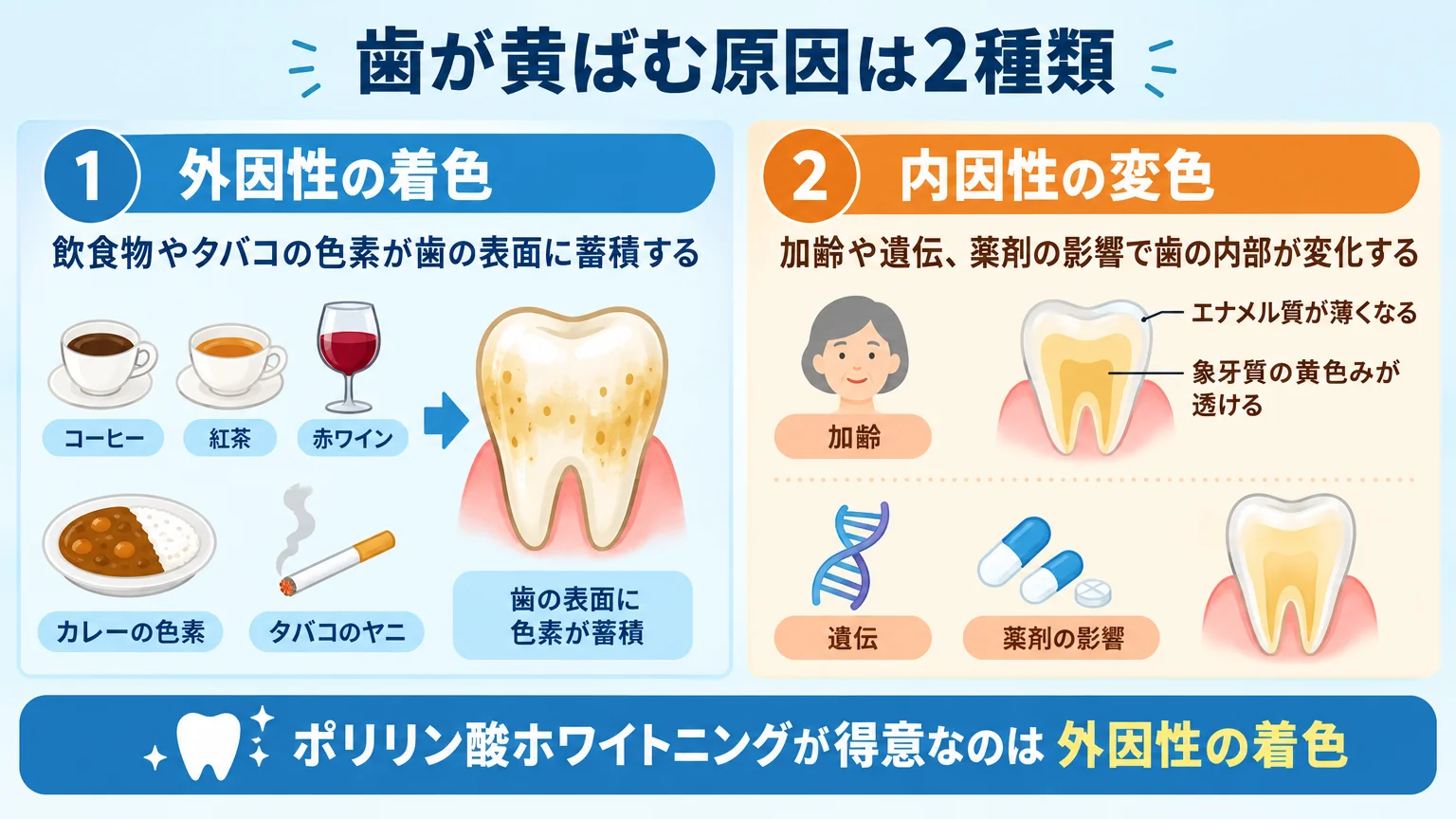 歯が黄ばむ原因を2種類に分けて図解したインフォグラフィック。左側『外因性の着色』=コーヒー・紅茶・赤ワイン・カレーの色素、タバコのヤニが歯の表面に蓄積するイラスト。右側『内因性の変色』=加齢でエナメル質が薄くなり内側の象牙質の黄色みが透ける様子、遺伝や薬剤の影響のイラスト。ポリリン酸ホワイトニングが得意とするのは外因性である旨を示す